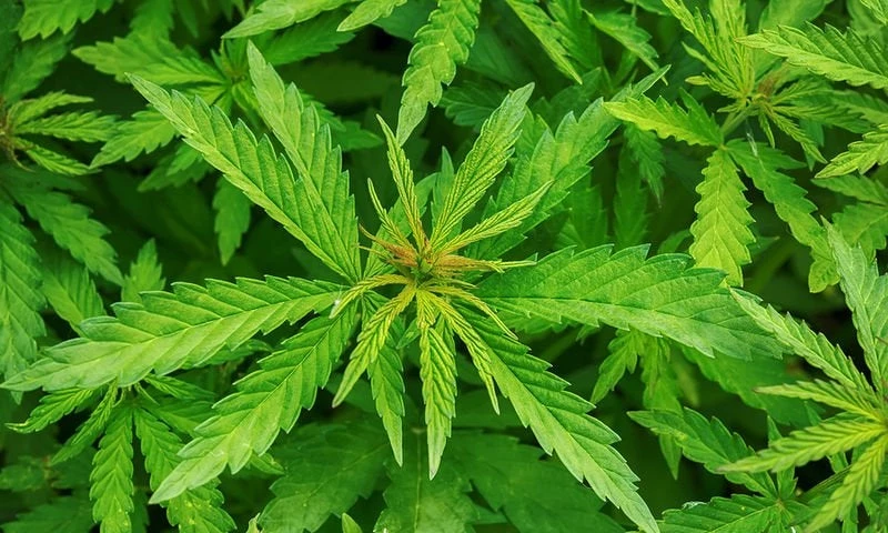 Επιστήμονες ανακάλυψαν ενδείξεις ότι η κάνναβη προκαλεί γενετικές αλλαγές στο σπέρμα του άνδρα